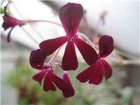 141540ee-Pelargonium sidoides.jpg